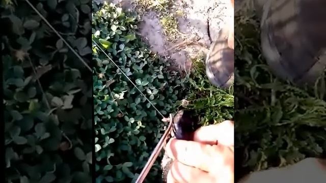 Черепаха на червя, ловля черепахи, как поймать черепаху, где поймать черепаху