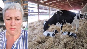 Ректальное исследование коровы. Диагностика стельности.