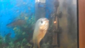 Большая Пиранья