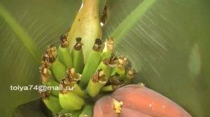 Банан Карликовый Кавендиш Dwarf Cavendish