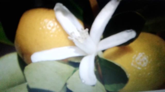 Масло цитронеллы:удивительные свойства. смотреть онлайн