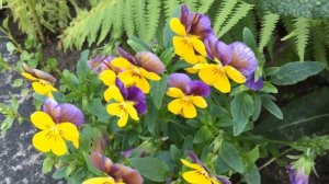 Фиалка рогатая - украшение сада !