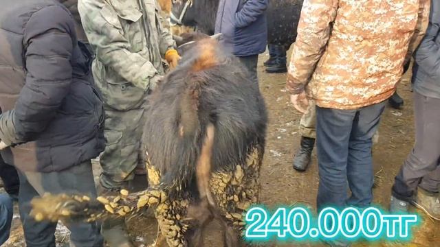 жаркент мал базары 12.02.2023ж
