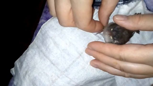 Кормление птенца воробья.