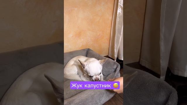 Довели собаку 😱😅#дети #viral #challenge #чихуахуа