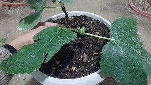 Инжир карликовый (комнатный)