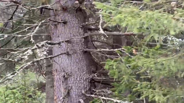 "Клуб охотников и рыболовов" выпуск 68 Охота с лайкой день 2 смотреть онлайн