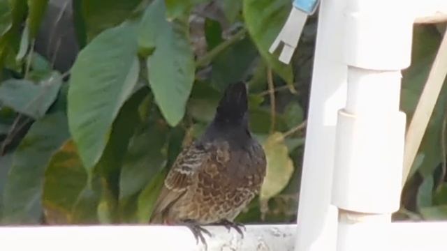 Bird zoom with nikon coolpix S7000 смотреть онлайн