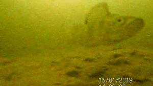 Окунь - крупный план. Подводная камера Underwater camera calypso uvs-03