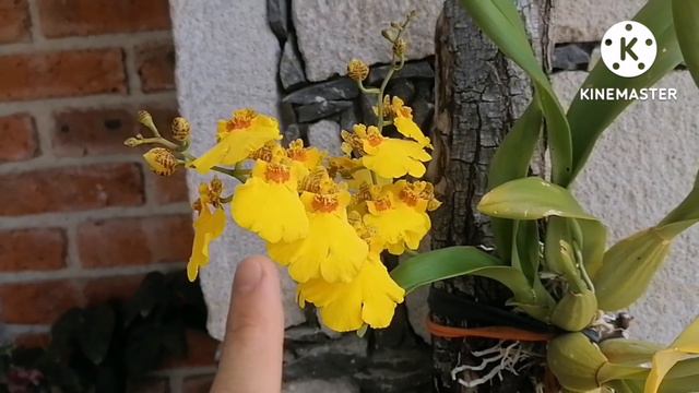 Oncidium sweet sugar, cultivo en clima templado. смотреть онлайн