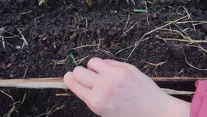 100% Обработка лука перед посадкой//севок в теплице