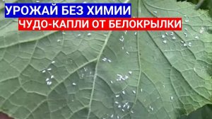 ЧУДО-КАПЛИ ОТ БЕЛОКРЫЛКИ НА ОГУРЦАХ В ТЕПЛИЦЕ - КАК ИЗБАВИТЬСЯ ОТ БЕЛОКРЫЛКИ БЕЗ ХИМИИ