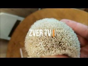 Мини отчёт по ферме Ежовик Гребенчатый