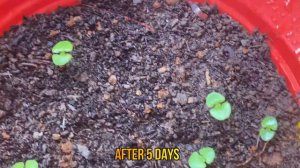 How to Grow Basil from Seed | Secrets to Planting Basil at Home | Growing Italian Herbs in India