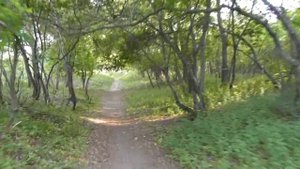 Заповедные места энгельсского лесопарка "Лесной" (Тинь-Зинь). Саратов ская область, г. Энгельс