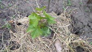 @Виноград куст Уход первые 3 года Ч 2
