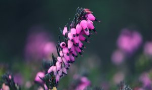 «Лаванда» РЕЛАКС АРТ-ТЕРАПИЯ ИМПРОВИЗАЦИЯ композитор Виктор Михайлович Анохин