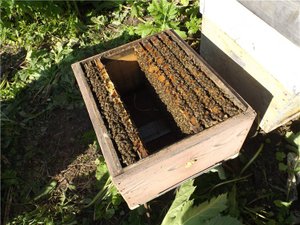 что делать если весною в семье нет матки