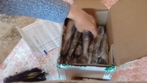 Посылка с клематисами от ОПТхоз -распоковка; обзор саженцев???, отзыв о качестве
