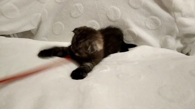 Нашим котятам 1 месяц. смотреть онлайн