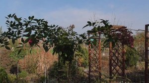 Осенняя обрезка штамбовых роз
