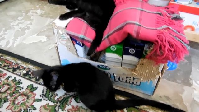 ЧЁРНЫЕ КОТЯТА И ИХ ПОЛОСАТАЯ МАМА.