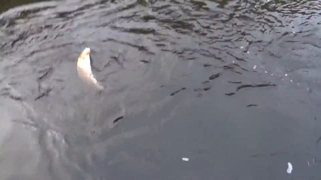 база Северный сентябрь 2020 лодка ПНД смотреть онлайн