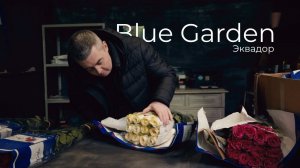 Розы из Эквадора | Плантация Blue Garden