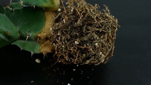 Euphorbia resinifera (Säulenwolfsmilch / Resin Spurge / cardón resinoso) смотреть онлайн