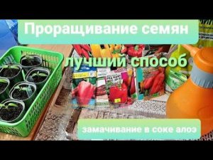 Замочила семена Лучший способ ПРОРАЩИВАНИЯ.Многие благодарят за него.