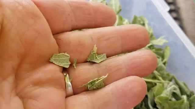 ЛИОФИЛИЗАЦИЯ ТРАВ   LYOPHILIZATION OF HERBS