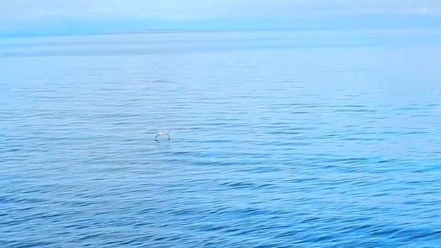 133 Исландия 6д Хусавик киты,Акюрейри 1080 смотреть онлайн