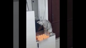 Приколы с котиками. Котики #66