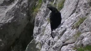 Crow raven on the Eisriesenwelt Werfen ice cave Austria Mountain