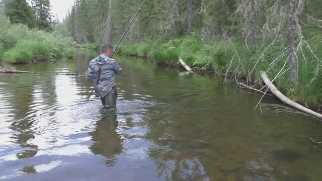 1575 Клев рыбы Хариуса на Рыбном Плесе  #дмитрийяков #рыбалка #тайга #fishing #хариус #выживалово