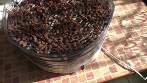 Делаем изюм из домашнего винограда