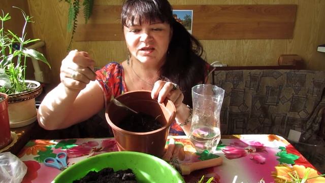 Посадка укоренившихся черенков ЦИПЕРУСА. смотреть онлайн