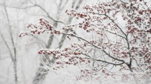 Поет и играет Валерий Заведяев