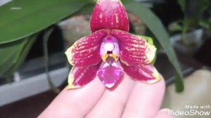 Цветение орхидеи Vesuvius!!!