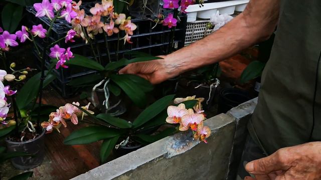 nuova offerta orchidee all'Orchideria di Morosolo, video n° 2 le Phalaenopsis смотреть онлайн
