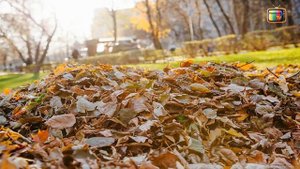 МУЛЬЧИРОВАНИЕ ПОЧВЫ! ЧЕМ, КАК И ДЛЯ ЧЕГО?