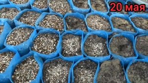 ПОСЕВ КАТАРАНТУСА. Сеем 50.000 семян. Выращиваем КАТАРАНТУС без рассадным способом. Без пикировки.