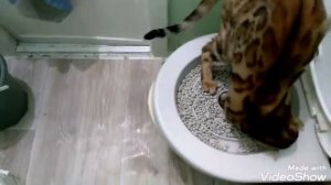 Как приучить кошку ходить на унитаз! ( часть вторая)