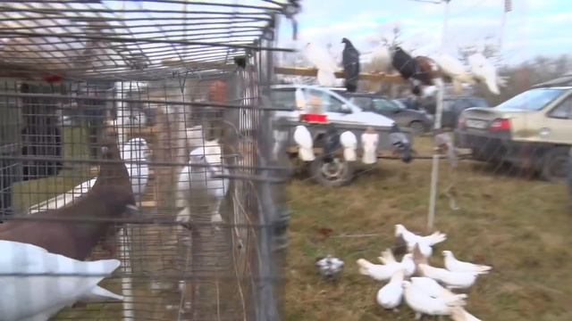 Птичий рынок. Славянск-на-Кубани. Часть 4. [19.12.2021] смотреть онлайн