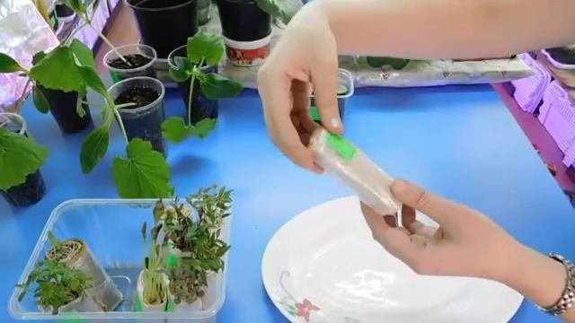 ???КАК ВЫРАСТИТЬ РАССАДУ БЕЗ ЗЕМЛИ ! Мой опыт и результат выращивания