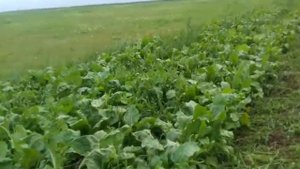 Кормовая свекла и тыква / Отчий дом в деревне
