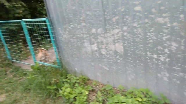 Алабай и бесстрашный чих. Еще раз об адекватности породы.. смотреть онлайн