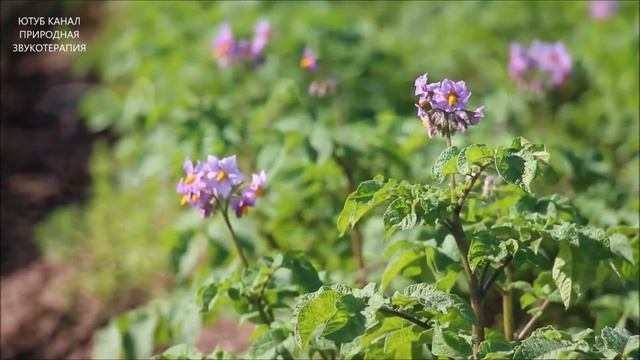 ПОЮЩИЕ ПТИЦЫ-ГАРМОНИЯ В ДУШЕ.ПЕНИЕ ОВСЯНКИ И СЛАВКИ ИСЦЕЛЯТ ДУШУ И ТЕЛО.ЦЕЛИТЕЛЬНАЯ ЭНЕРГИЯ ПЕНИЯ. смотреть онлайн