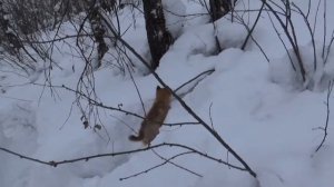 Карело-финская лайка Айка 2 месяца