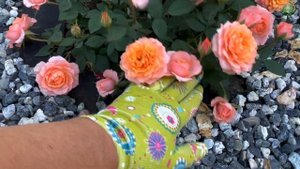 Почвопокровные розы  3 часть.Черенкование. Питомник растений Е.Иващенко.